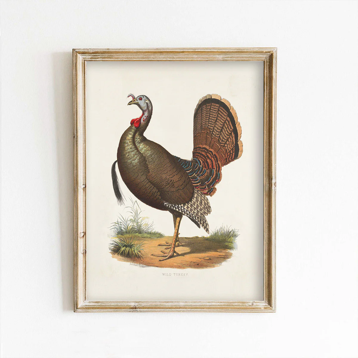 Vintage Turkey Portrait Thanksgiving Autumn Art Print