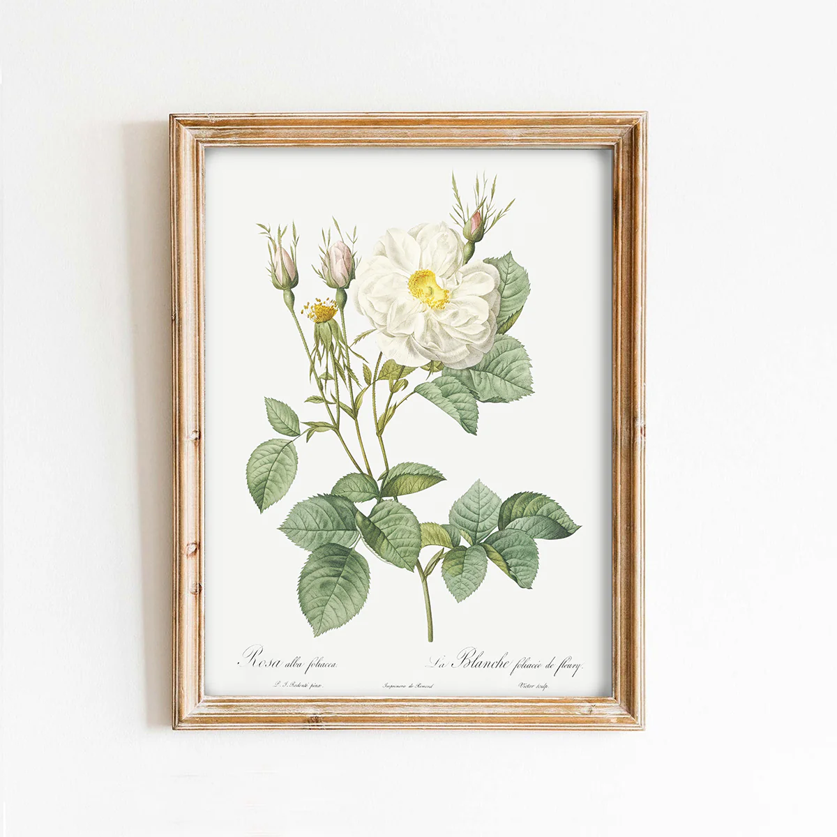 White Rose of York Vintage Art Print