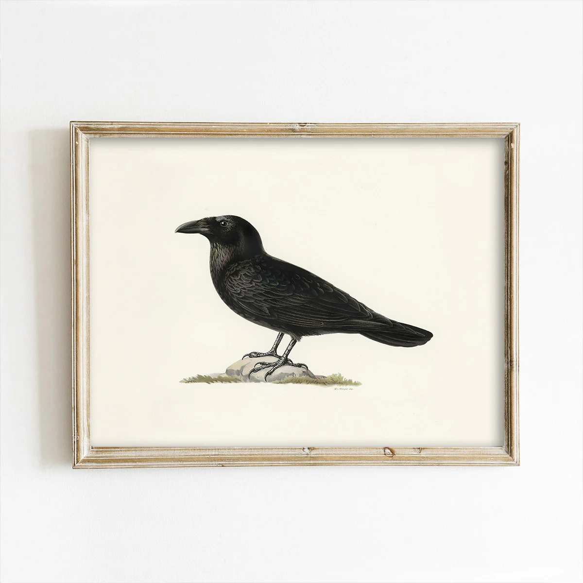 Crow on Beige Art Print