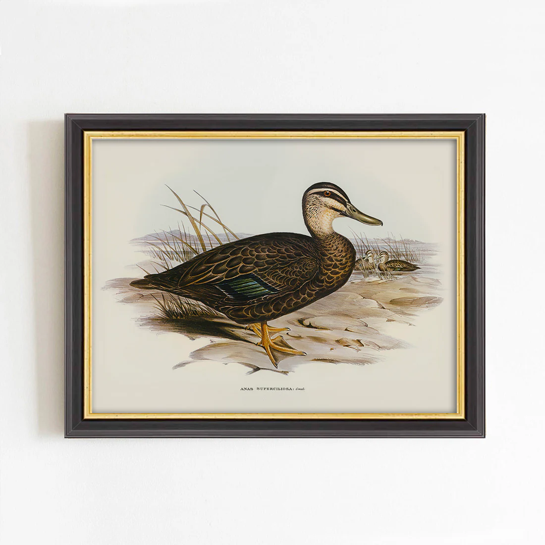 Sitting Duck Portrait Art Print